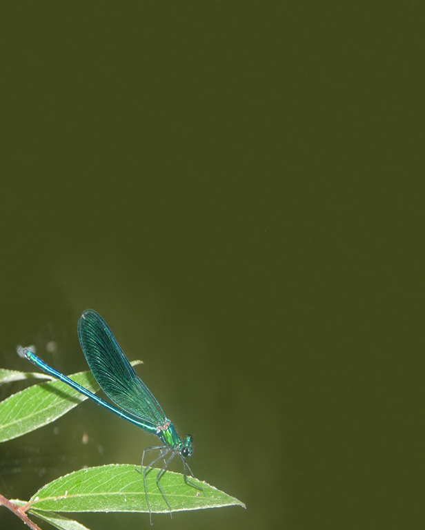 Le libellule blu